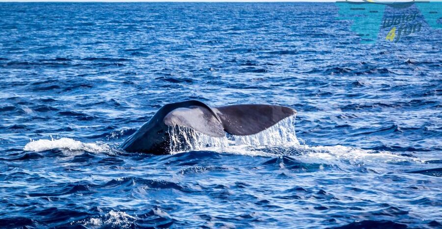Terceira: Whale and Dolphin Watching in a Zodiac Boat - What you may see beyond dolphins