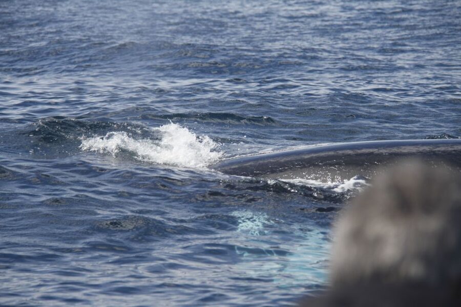 Terceira: Whale and Dolphin Watching in a Zodiac Boat - The guide makes the wildlife easier to understand