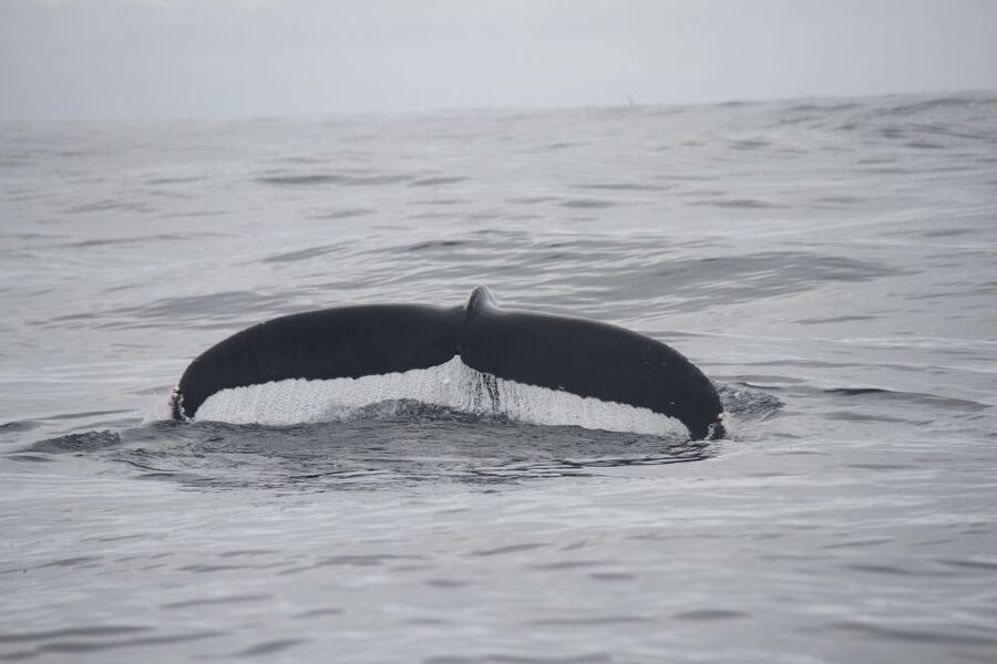 Terceira: Whale and Dolphin Watching in a Zodiac Boat - A closer look at the likely tour rhythm