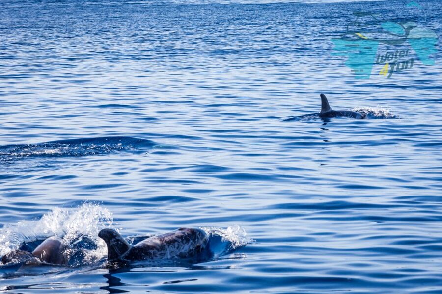 Terceira: Whale and Dolphin Watching in a Zodiac Boat - Is $82 a good price?