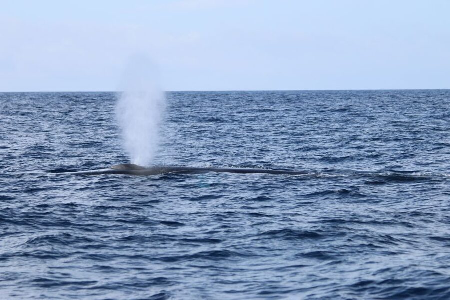 Terceira: Whale and Dolphin Watching in a Zodiac Boat - Weather preparation can make or break the outing