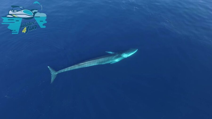 Terceira: Whale and Dolphin Watching in a Zodiac Boat - Should you book the Terceira zodiac tour?