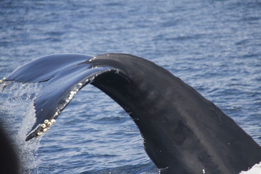 Terceira: Whale and Dolphin Watching in a Zodiac Boat - The zodiac ride is part of the experience