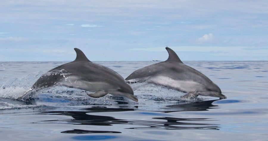 Terceira: Whale & Dolphin Watching | Best Wildlife Tour - Key points to know before you book