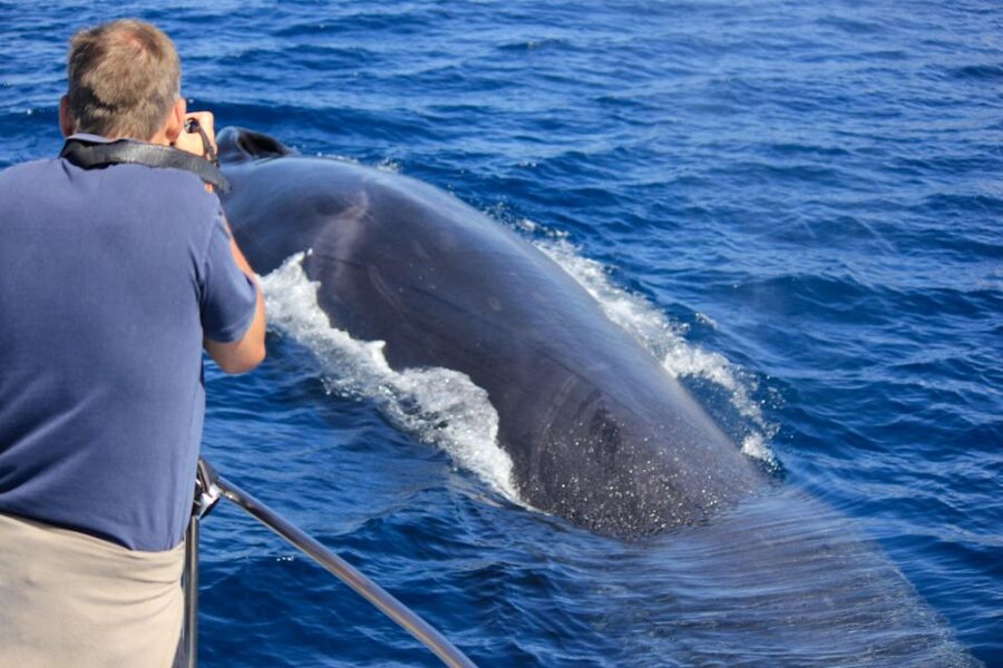 Terceira: Whale & Dolphin Watching | Best Wildlife Tour - Why Terceira is such a strong whale-watching base