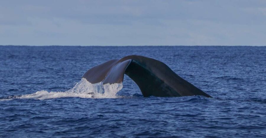 Terceira: Whale & Dolphin Watching | Best Wildlife Tour - How the lookout system shapes the 2.5-hour trip