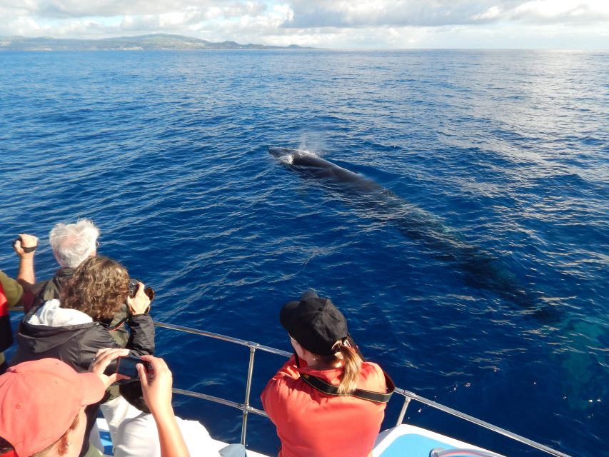 Terceira: Whale & Dolphin Watching | Best Wildlife Tour - Dolphins, whales, and the changing quality of a sighting