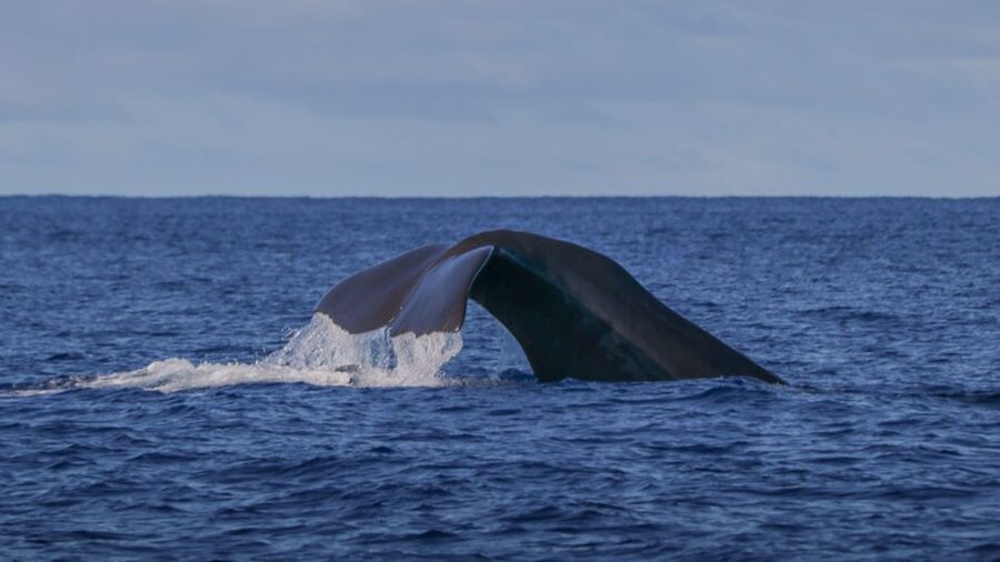 Terceira: Whale & Dolphin Watching | Best Wildlife Tour - The hydrophone adds an extra sense