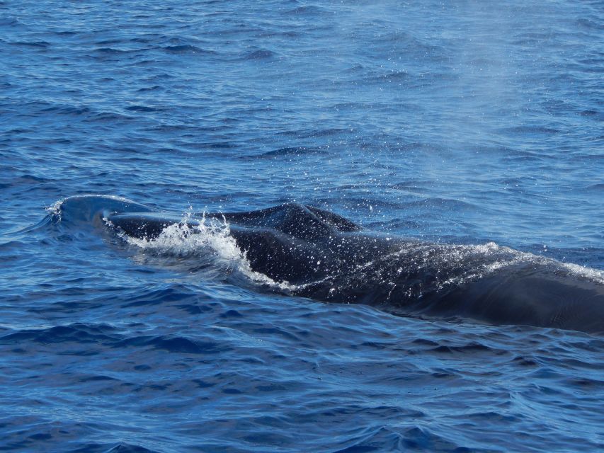 Terceira: Whale & Dolphin Watching | Best Wildlife Tour - What the price means at $82