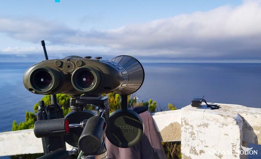 Terceira: Whale & Dolphin Watching | Best Wildlife Tour - Beginning at the OceanEmotion office