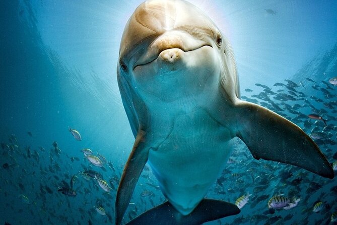 The Dolphin House Royal Sea Trip Adventure in Hurghada - Snorkeling over coral and sea life