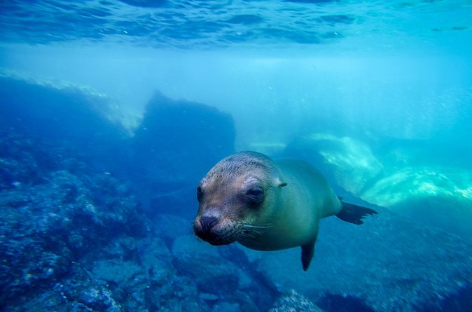 The only Natural Space Dolphin Encounter in Cabo Optional Pickup! - Who will enjoy this most