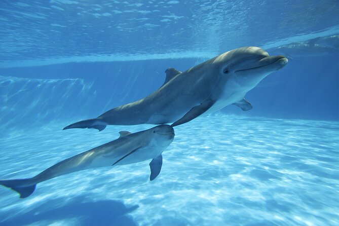 The only Natural Space Dolphin Encounter in Cabo Optional Pickup! - Getting there from Cabo San Lucas or San José del Cabo