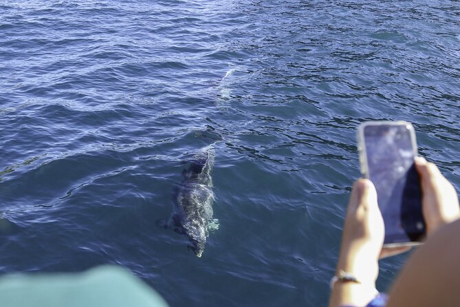 The Original Full day Bay of Islands Cruise with Dolphins - The search for dolphins and other marine life