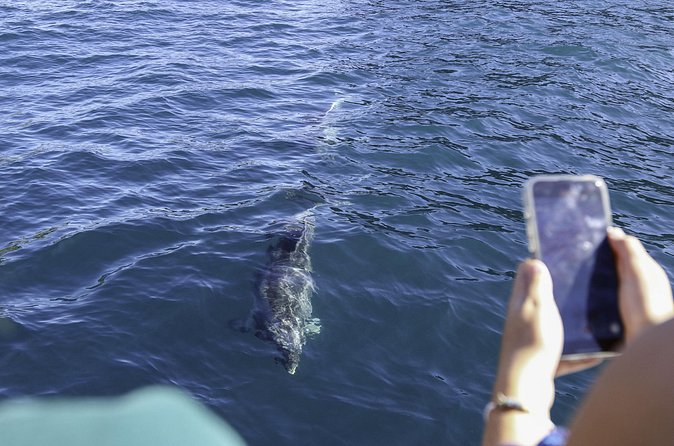 The Original Full day Bay of Islands Cruise with Dolphins - Who will enjoy this cruise most