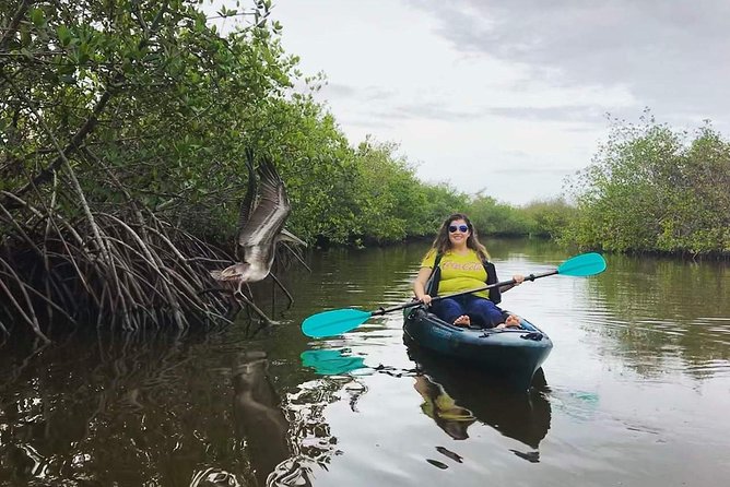 Thousand Island Mangrove Tunnel, Manatee & Dolphin Kayak Tour w/Cocoa Kayaking - Mangrove tunnels, manatees, dolphins, and birds