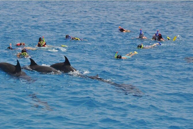 Tour and Swimming at the Dolphin House in Hurghada - What the Dolphin House trip is really about