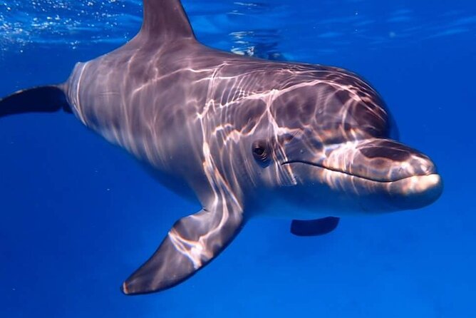 Tour and Swimming at the Dolphin House in Hurghada - Guides and the feel of the crew