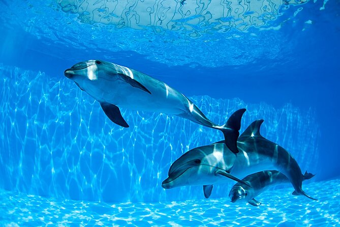Tour and Swimming at the Dolphin House in Hurghada - Reaching Dolphin House from Hurghada