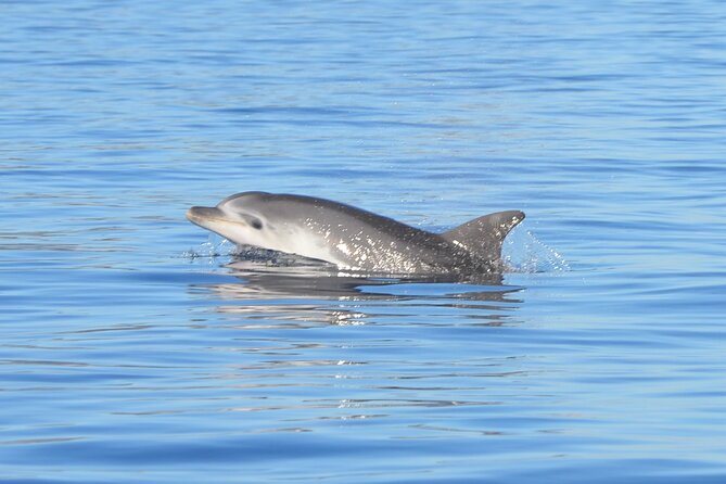 Tour to Figarolo Island with the possibility to observe dolphins - Key points to know before booking