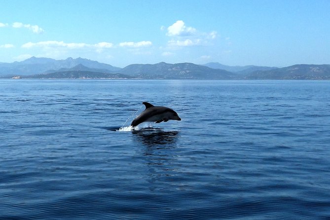 Tour to Figarolo Island with the possibility to observe dolphins - Booking, arrival, and cancellation details