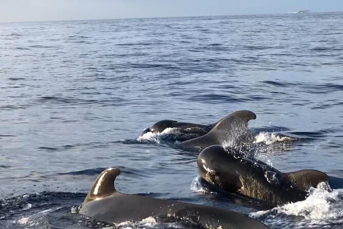 Tour with Whale and Dolphin Watching plus food included - Swimming at Diego Hernández Bay