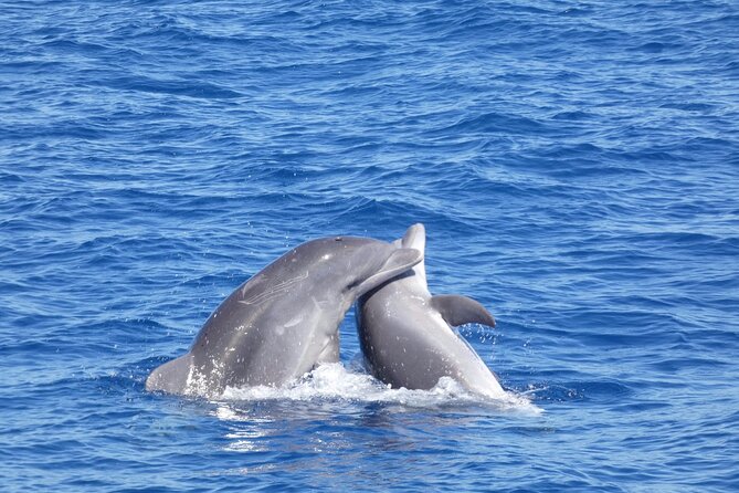 Tour with Whale and Dolphin Watching plus food included - Practical booking advice for southern Tenerife