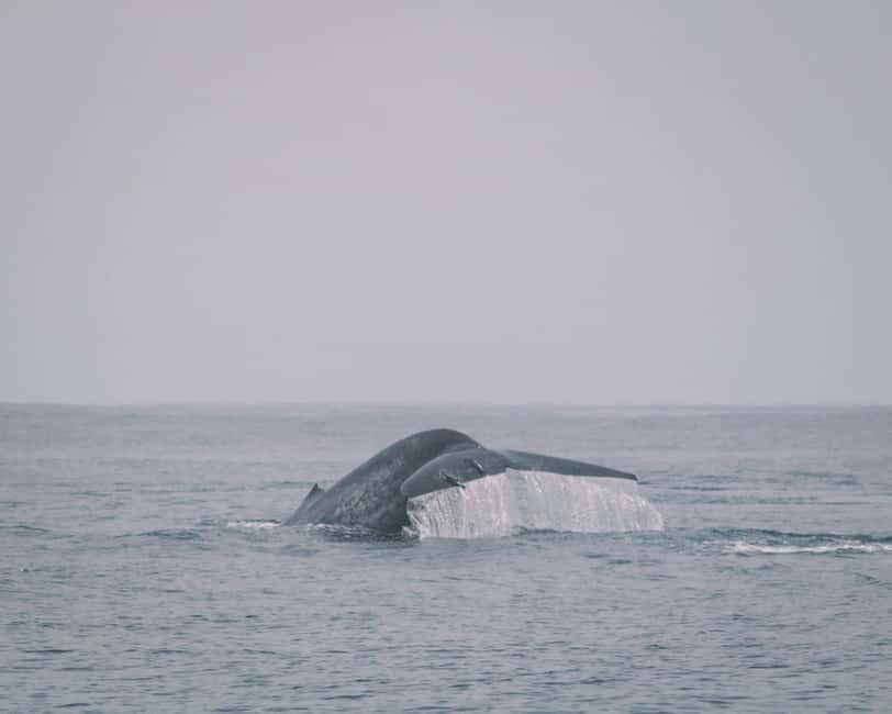 Trincomalee: Dolphin & Whale Watching Boat Tour - Setting out from Nilaveli before sunrise