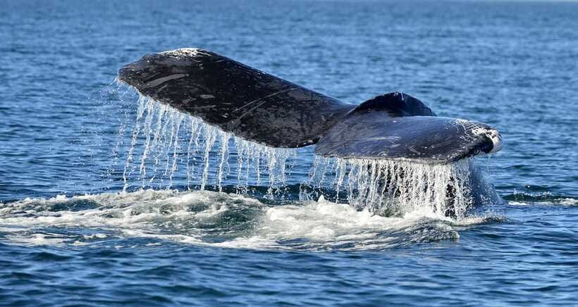 Trincomalee: Whale & Dolphin Safari Tour with Expert Guides - Who Should Book This Safari?