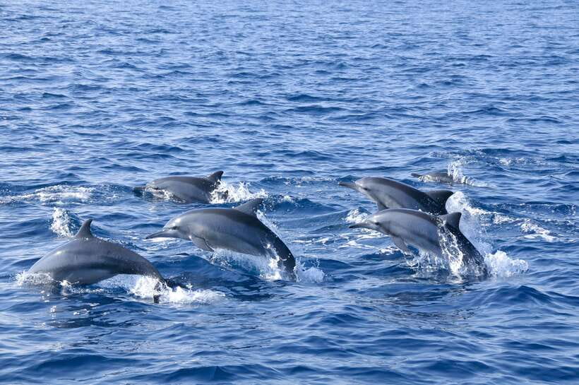 Trincomalee: Whale & Dolphin Safari Tour with Expert Guides - The Early Morning Search for Whales