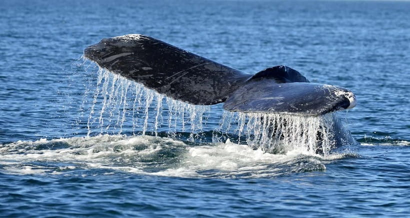 Trincomalee: Whale & Dolphin Safari Tour with Expert Guides - Respectful Whale Watching Rules