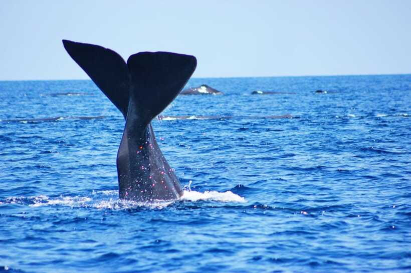 Trincomalee: Whale & Dolphin Safari Tour with Expert Guides - Views of Trincomalee from the Water
