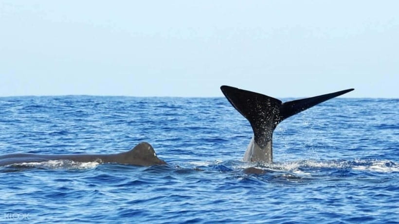 Trincomalee: Whale & Dolphin Safari Tour with Expert Guides - Is $71 Good Value?