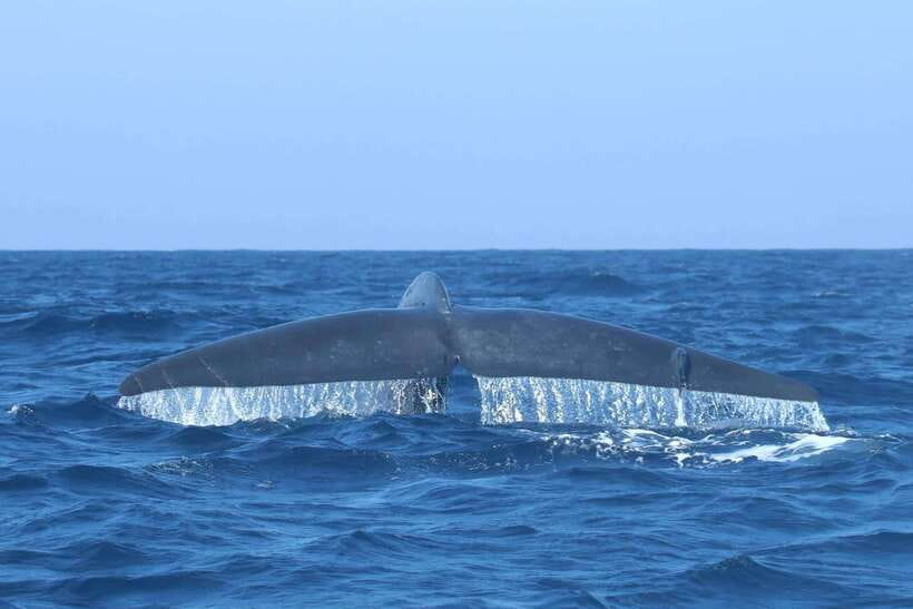 Trincomalee: Whale & Dolphin Safari Tour with Expert Guides - What the Sightings Can Really Be Like