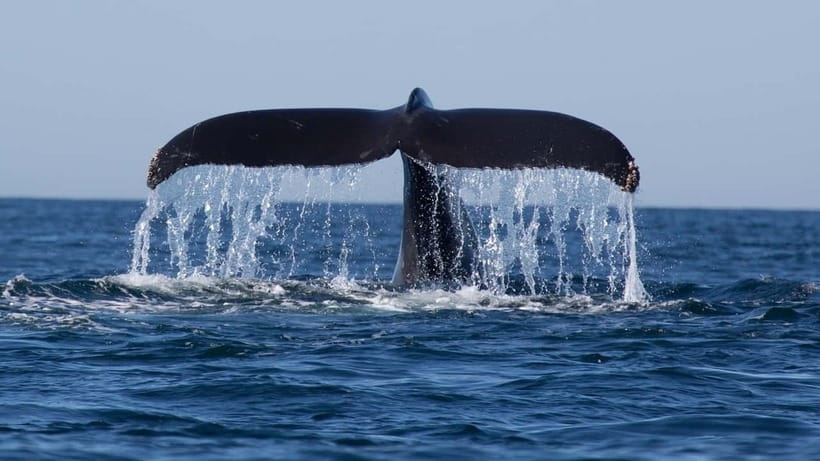 Trincomalee: Whale & Dolphin Safari Tour with Expert Guides - Dolphins, Turtles, and Smaller Signs of Life