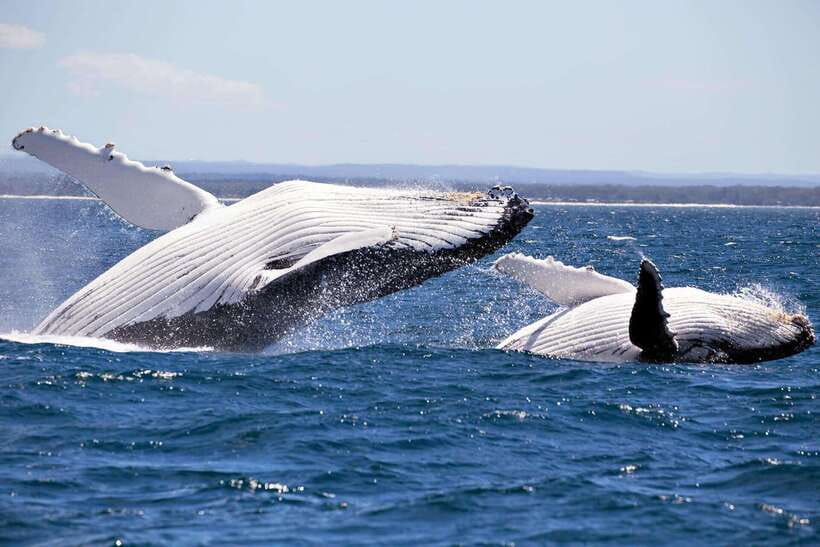Trincomalee : Whale & dolphin watching +pigeon island tour - Key points to know before booking