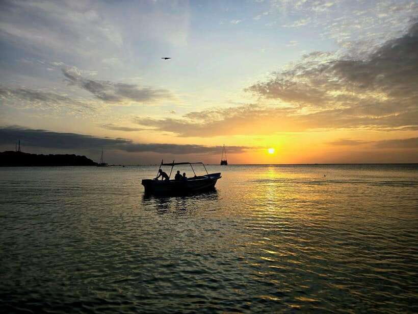 Trincomalee : Whale & dolphin watching +pigeon island tour - What the dolphin and whale search is really like
