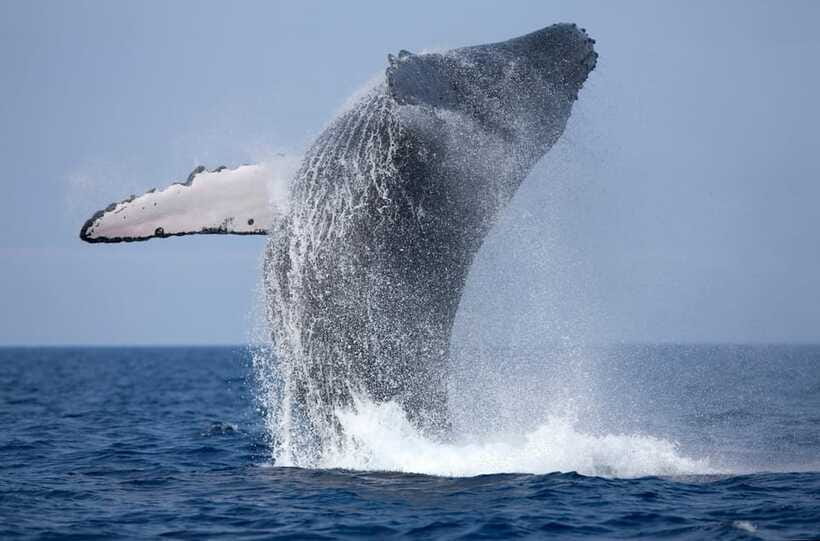 Trincomalee : Whale & dolphin watching +pigeon island tour - Is the $185 price good value?