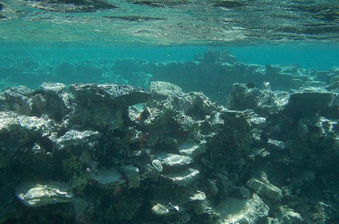 Try Snorkeling in the Sea with the Blue Dolphin Team - The 4:00 pm Start and Elounda Pickup