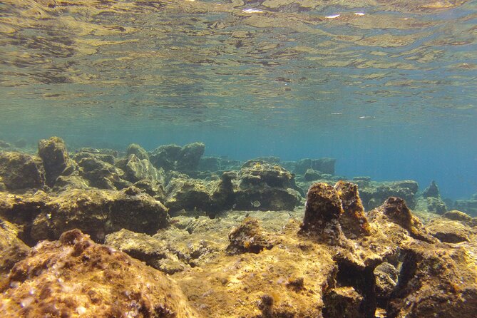Try Snorkeling in the Sea with the Blue Dolphin Team - Is $42.33 a Fair Price?