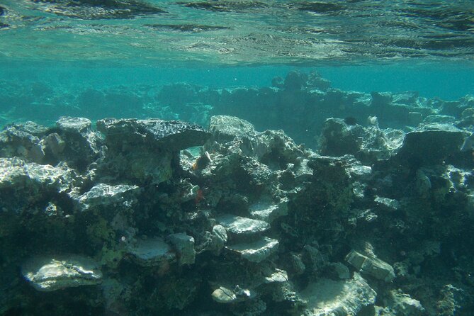Try Snorkeling in the Sea with the Blue Dolphin Team - Who Will Get the Most From This Snorkeling Session?