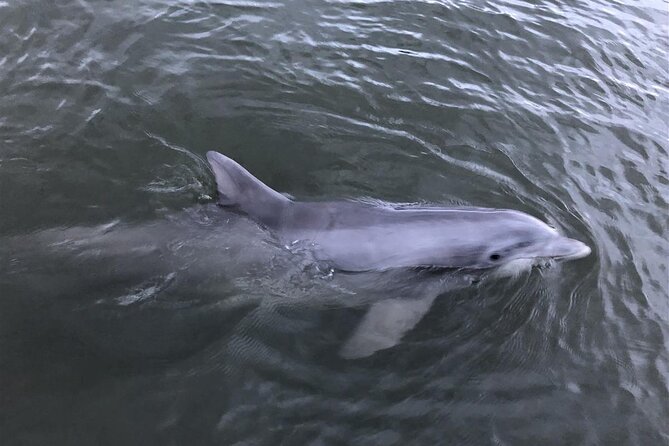 Tubing and Dolphins Up to 6 Guests - A salt-marsh cruise with a built-in thrill ride
