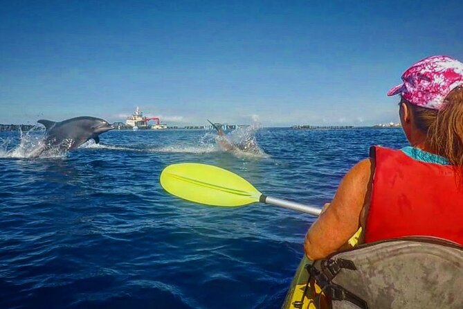 Turtle and Dolphin Watching Kayaking and Snorkeling Tour - Why this kayaking trip is different from a standard boat cruise