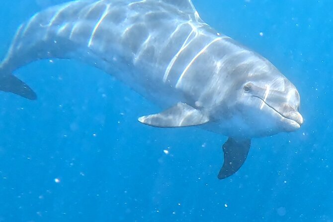 Turtle and Dolphin Watching Kayaking and Snorkeling Tour - Paddling toward Turtle Bay