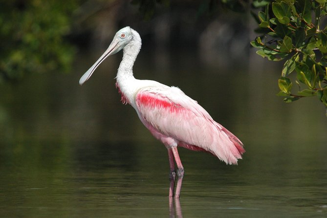 Two-Hour Everglades Dolphin, Manatee and Birding Boat Tour - What the 10,000 Islands add to the experience