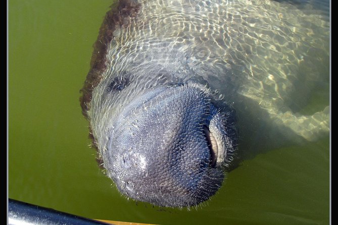 Two-Hour Everglades Dolphin, Manatee and Birding Boat Tour - Shelling and shore stops