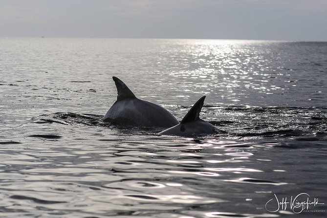Two-Hour Everglades Dolphin, Manatee and Birding Boat Tour - Who should book this tour?