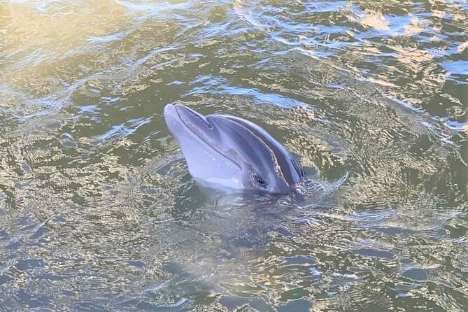 Two Hour Large Group Dolphin Tour - Is the two-hour trip good value?