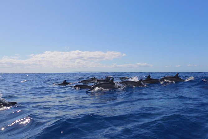 Ultimate 4 Hour Lanai Snorkel and Dolphin Encounter - Why Lanai makes this four-hour trip worthwhile
