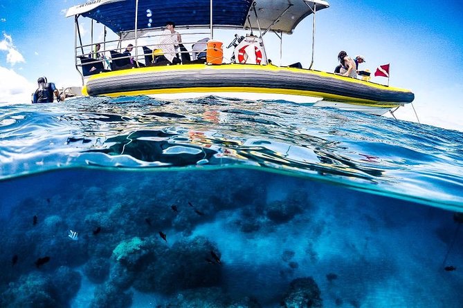 Ultimate 4 Hour Lanai Snorkel and Dolphin Encounter - A crew that keeps beginners in the picture